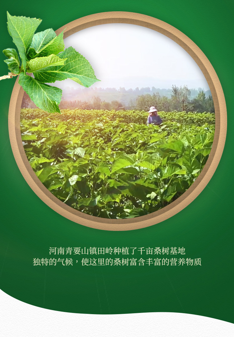 茶叶-小提-详情页_04